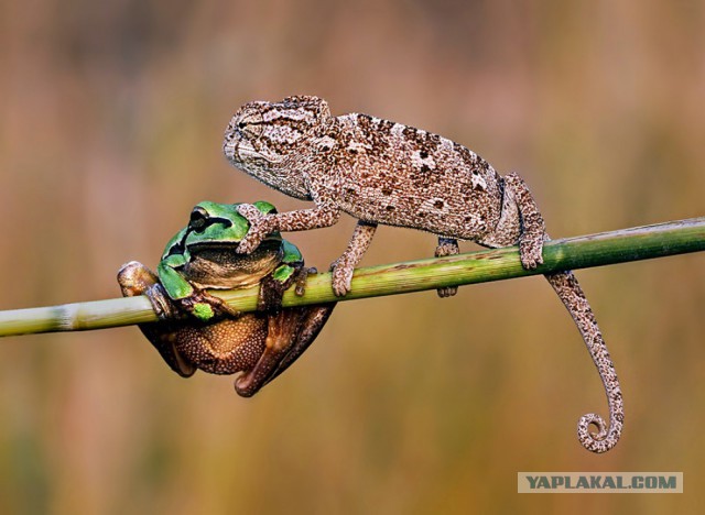 28 самых удачных кадров февраля