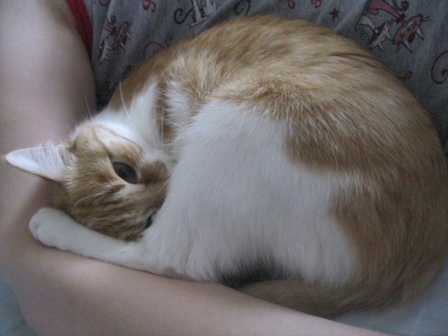 Котовторник 04.03.2014