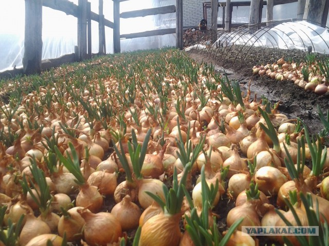 Любителям зелени