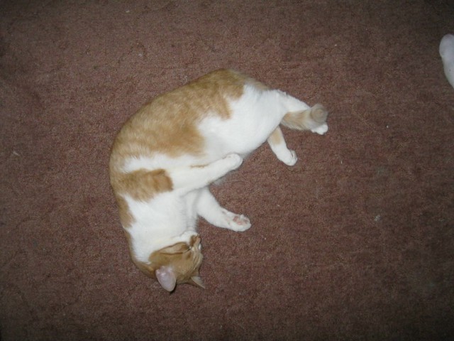 Котовторник 6.05.2014
