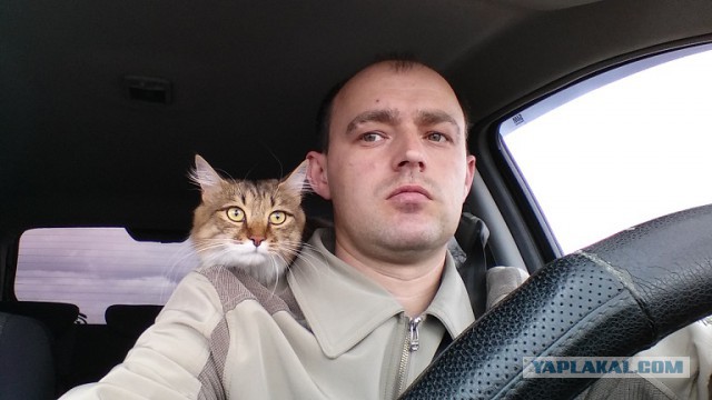 Котовторник 20.05.2014