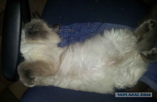 Невероятно реалистичные валяные кошки