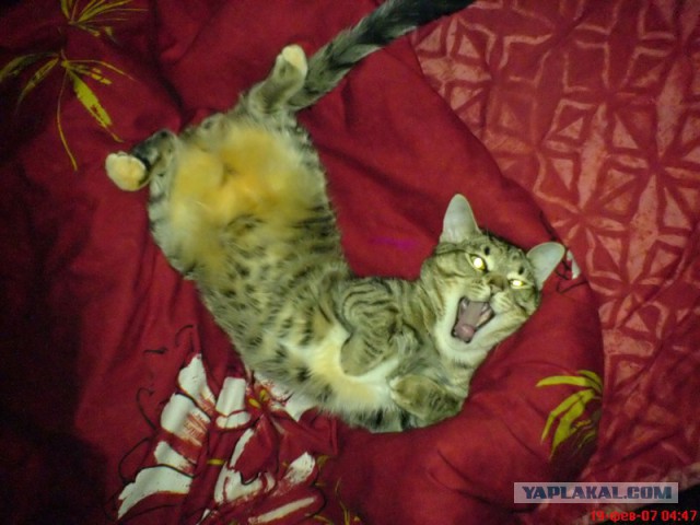 А у тебя есть фото твоей зевающей котейки ?