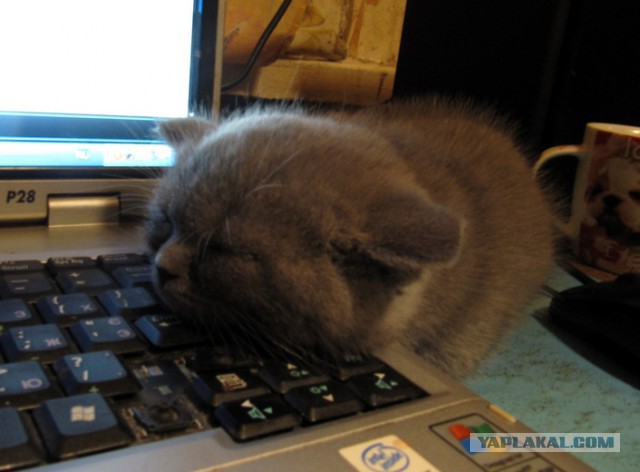 А как спит ваш кот?