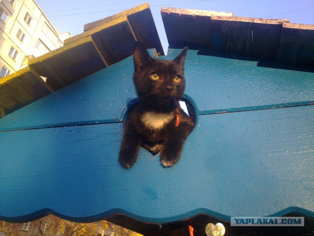 Котовторник 24.03.2015