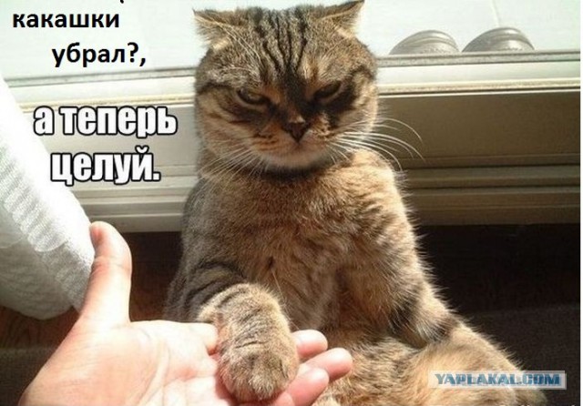 Интересные факты о кошках