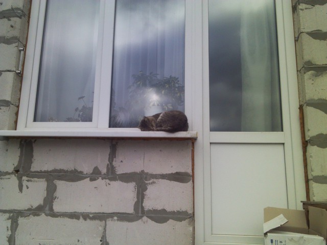 Котовторник наступил!:)