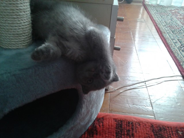 Кошкин дом - он такой