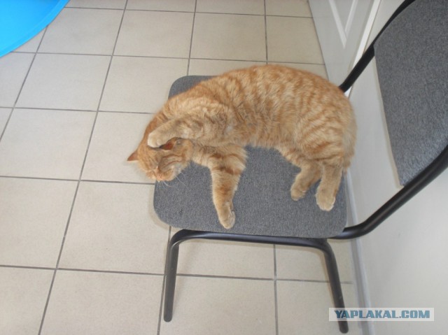 Котовторник 22.12.2015