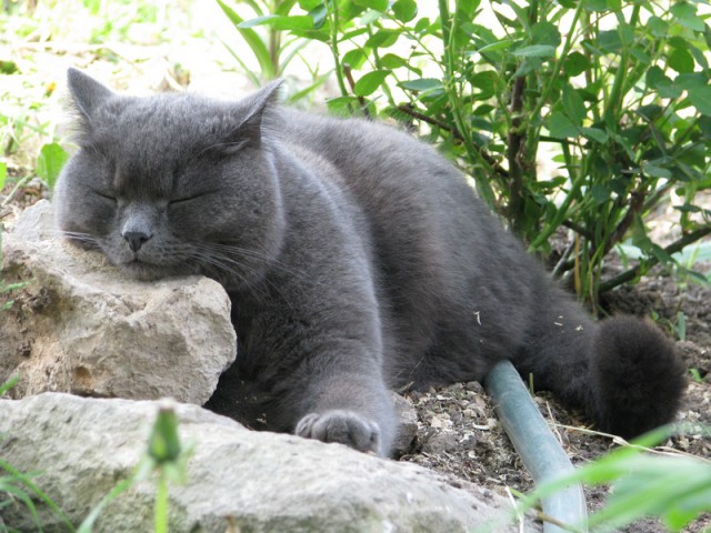 Мимимишности пост