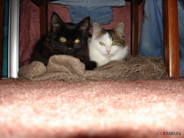 Коты, кошки, котята
