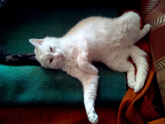 Котовторник 03.05.2016