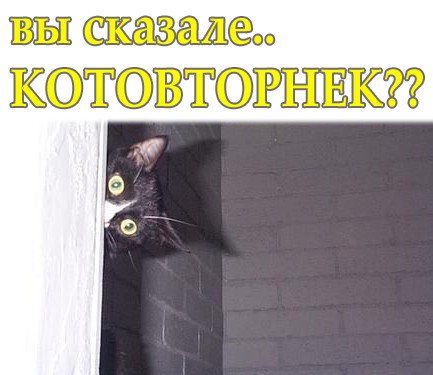 Вторничный котомёт!