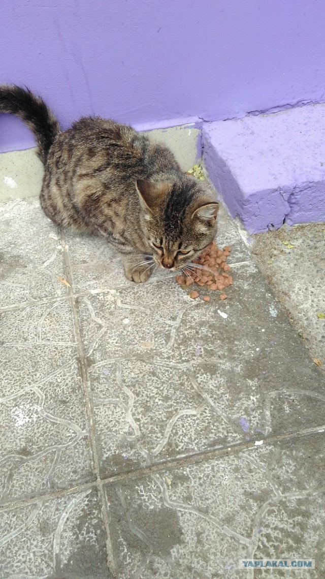 Котовторник 06.09.2016