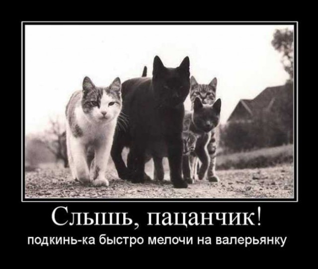 Демотиваторы