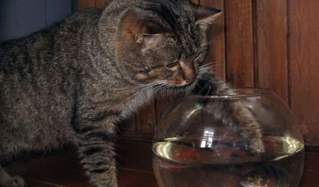 Коты из сети
