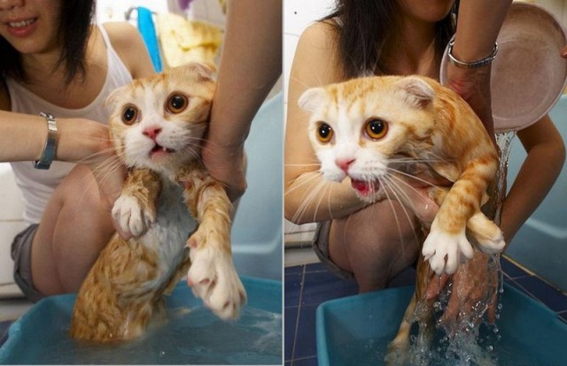 Коты из сети