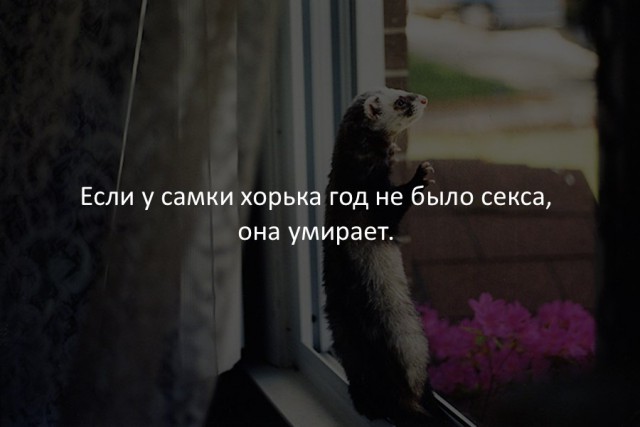 40 интересных фактов в картинках.