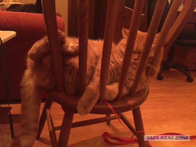 Котовторник 10.01.2017