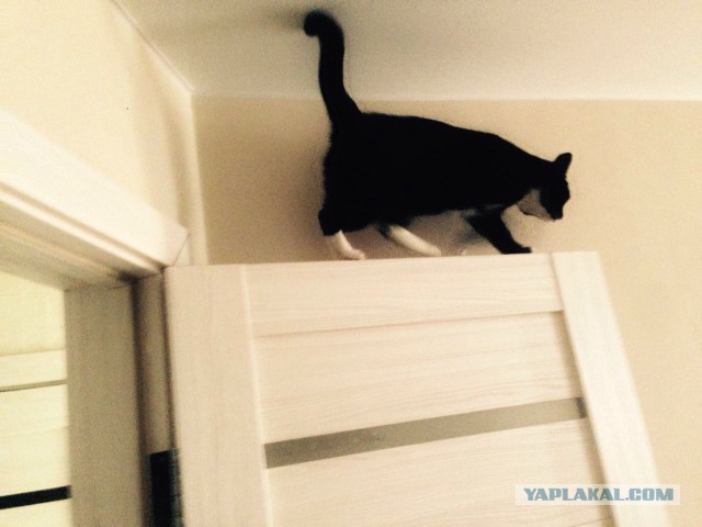 20 мест, в которых не должно было быть кота, но вот он