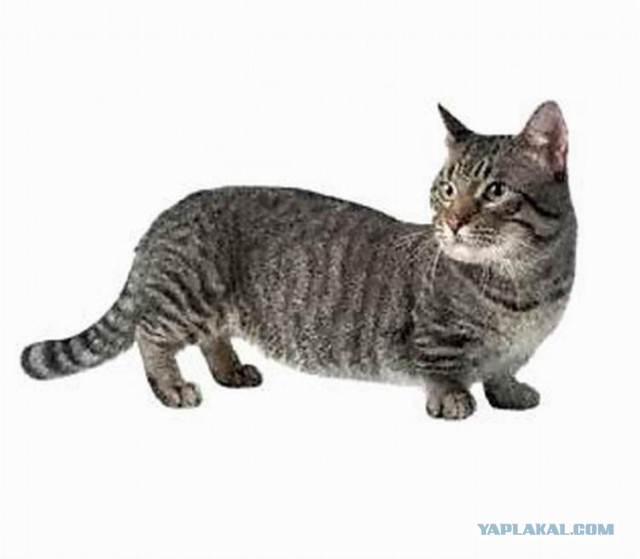 19 шикарных кошек, которые стоят целое состояние