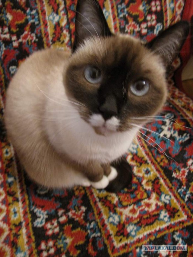 Котовторник 04.07.17