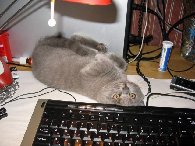 Коты и Кошки