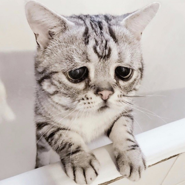 Коты и Кошки