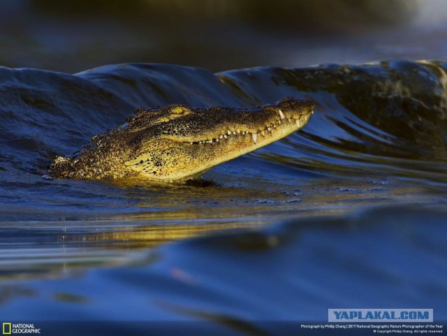 Финалисты конкурса фотографий National Geographic