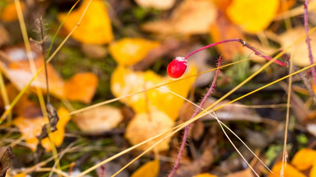 Просто Природа