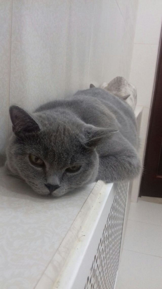 Вся красота беспородных кошек. Котовторнику посвящается.