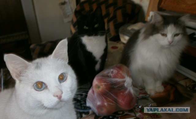 Котовторник  13.02.2018