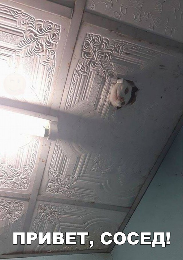 Нестандартный юмор