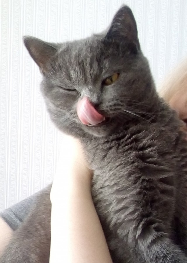 Котовторник 13.03.2018