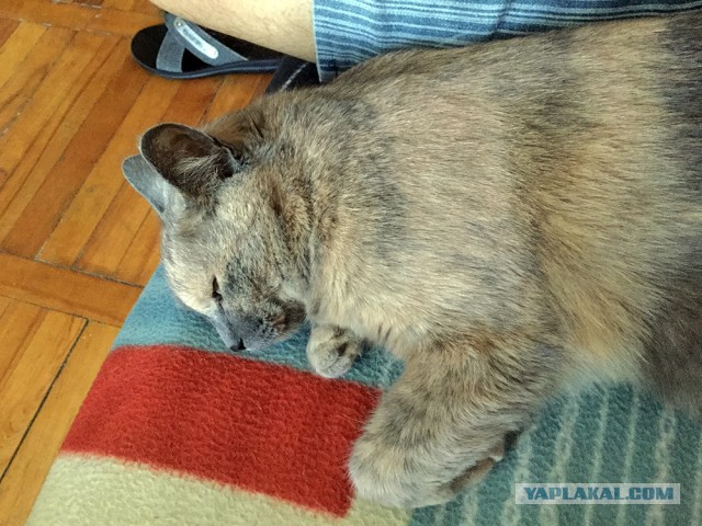 Котовторник  01.05.2018