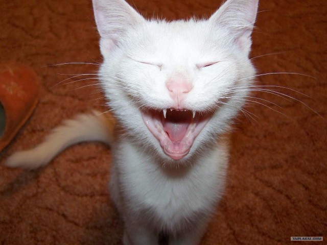 Кот Кузя