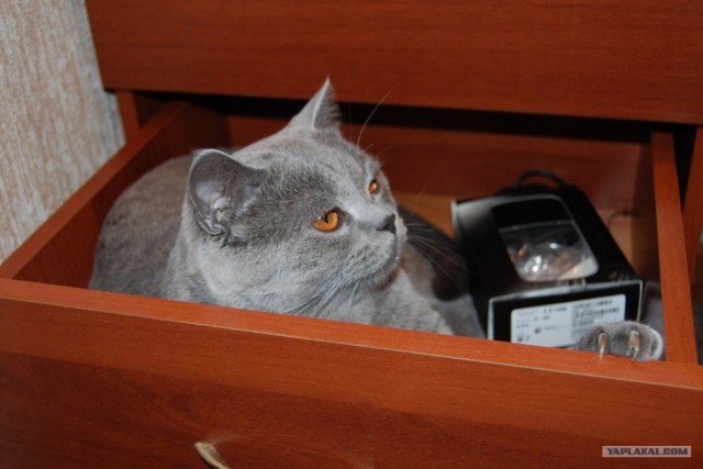Котовторник!