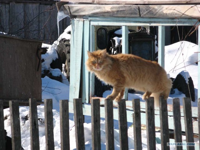 Котовторник, для любителей кошек
