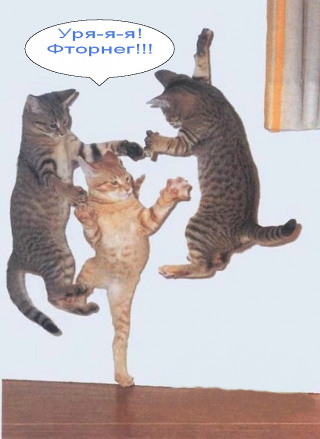 Котовторник объявляется открытым!