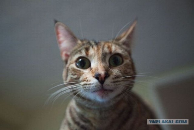 Профессиональный котовторник