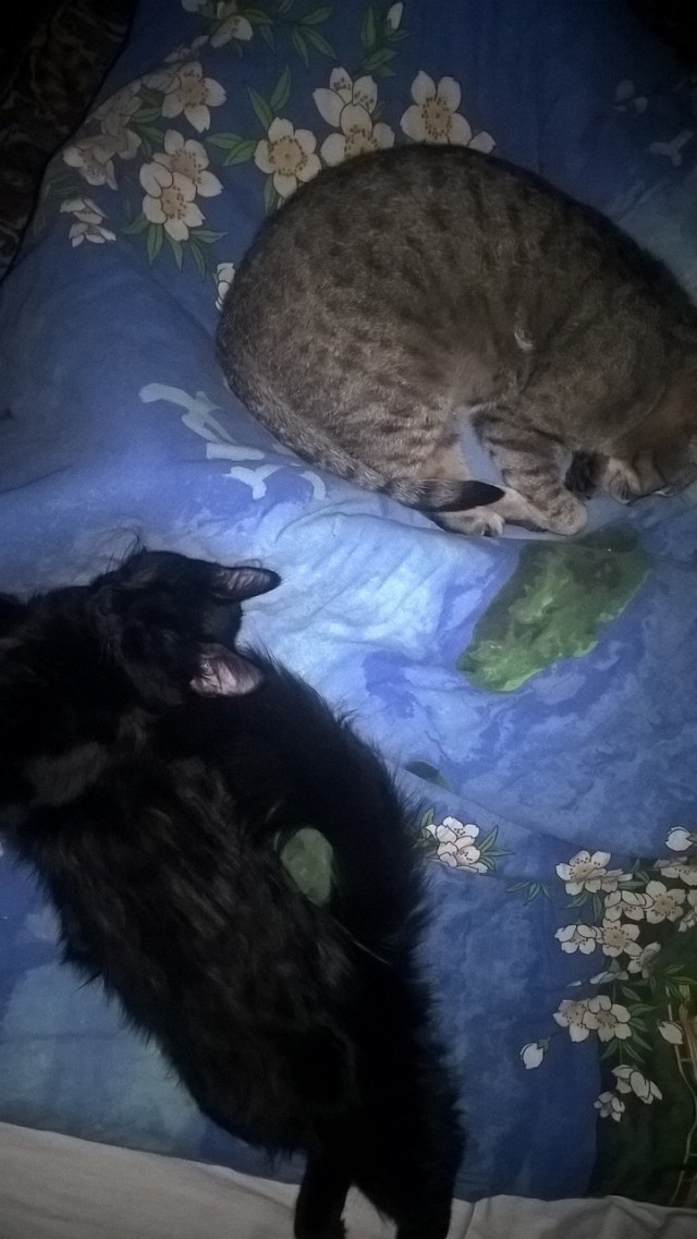 Котовторник (20.11.18)