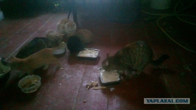 Котовторник 27.11.2018