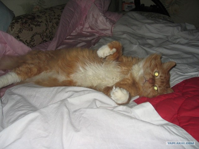 Котовторник 27.12.11