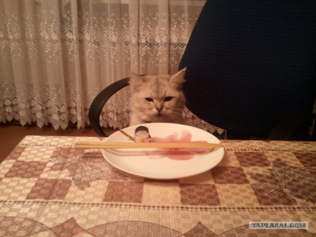 Котовторник (10.01.2012)