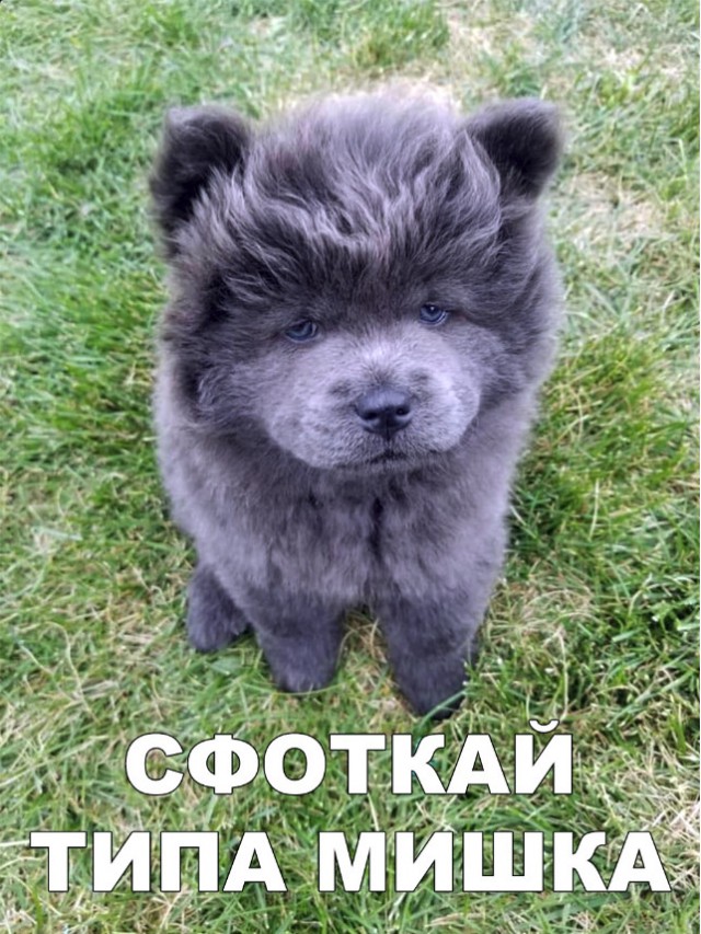Милые животные. Мимиметр сломался