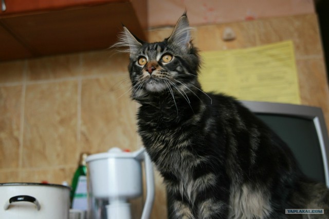 Котовторник! 13.03.2012