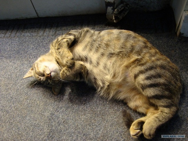Котовторник 17.04.2012