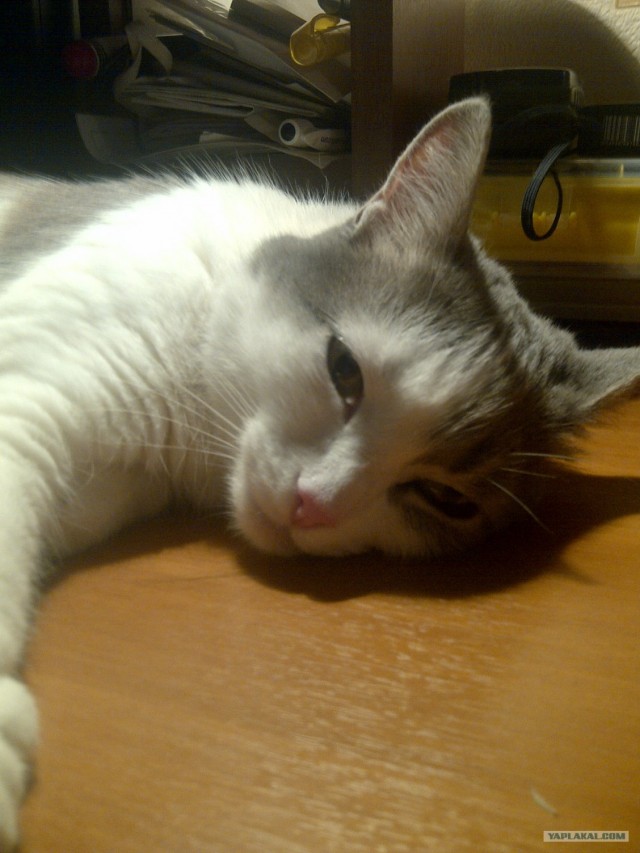 Котовторник 1 мая 2012