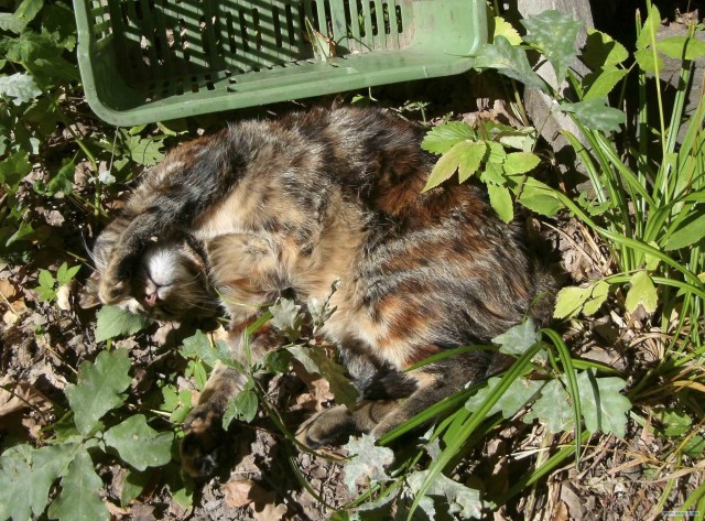 Котовторник 22.05.2012