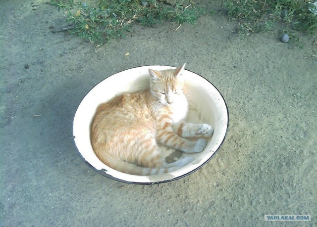 Котовторник на 26.06.12